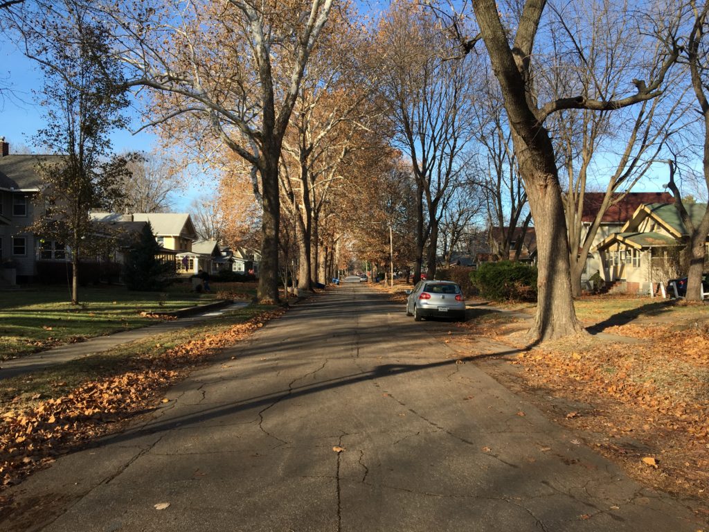 Trees lining a street